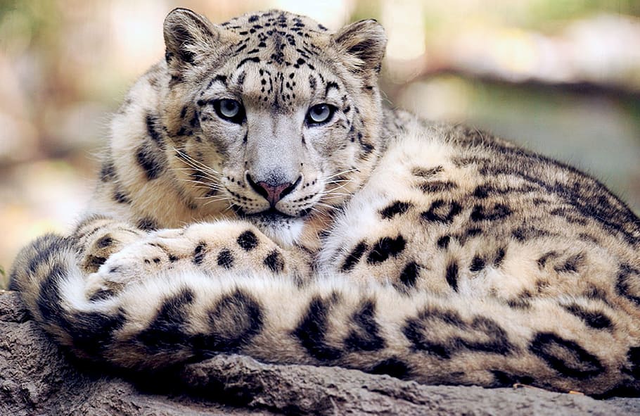 selectivo, fotografía de enfoque, leopardo, leopardo de las nieves, reclinado mirando fijamente, suelo, mirando, felino, grande, gato