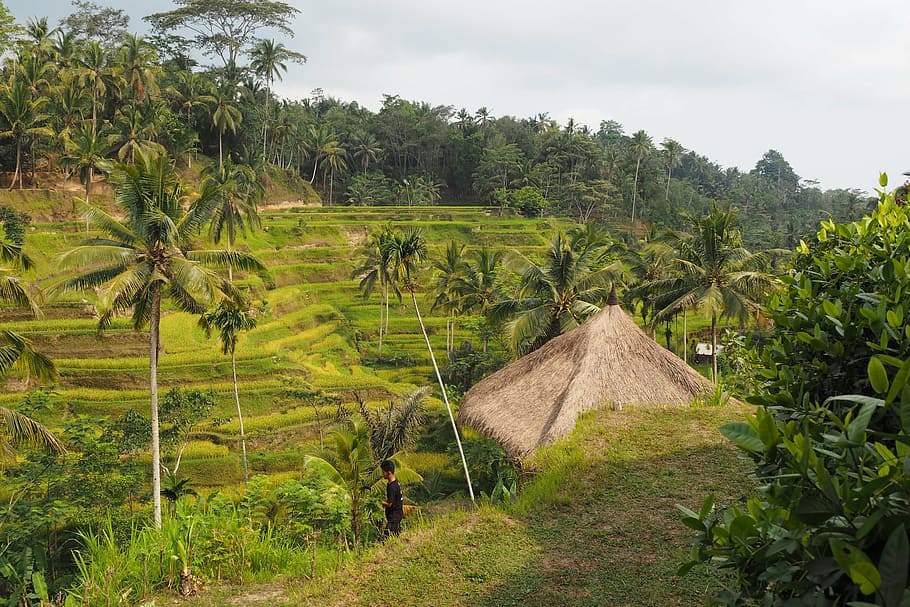bali, rice, field, plant, landscape, environment, tree, agriculture, land, growth
