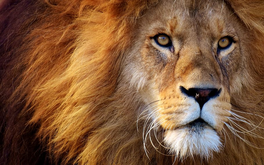 dangkal, fotografi fokus, singa, predator, berbahaya, surai, kucing, jantan, kebun binatang, hewan liar