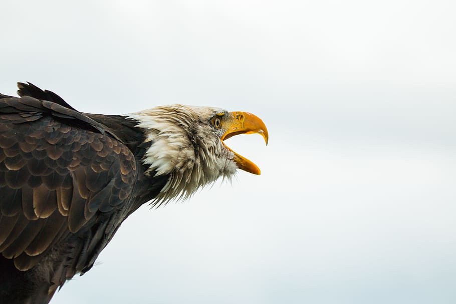 focus photography, bald, eagle, American Bald Eagle, bald eagle, haliaeetus leucocephalus, adler, raptor, bird of prey, bird