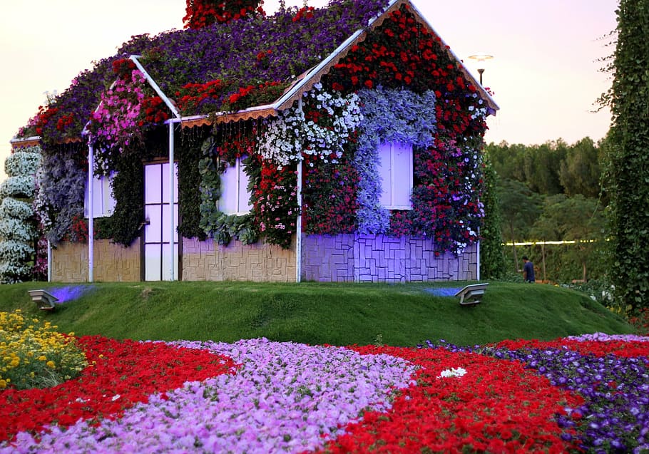brown, white, wooden, house, covered, assorted-color petaled flowers, dubai miracle garden, garden, uae, design