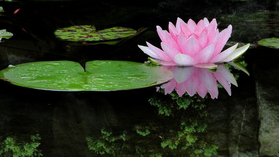pink, waterlily, lily pod, body, water, Flower, Lotus, Cool, summer, floating on water