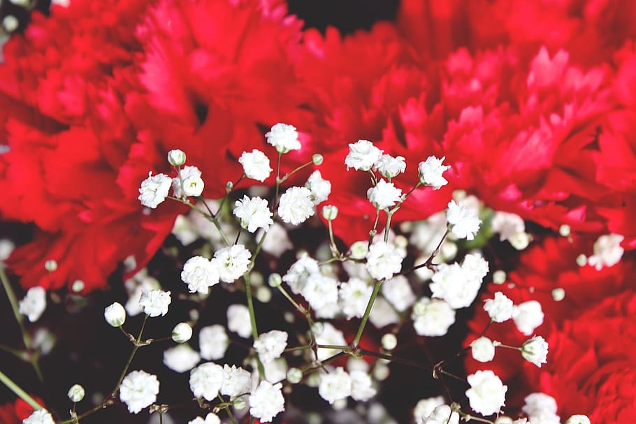 selectivo, fotografía de enfoque, blanco, aliento de bebé, clavo, flor, rojo, naturaleza, flora, planta