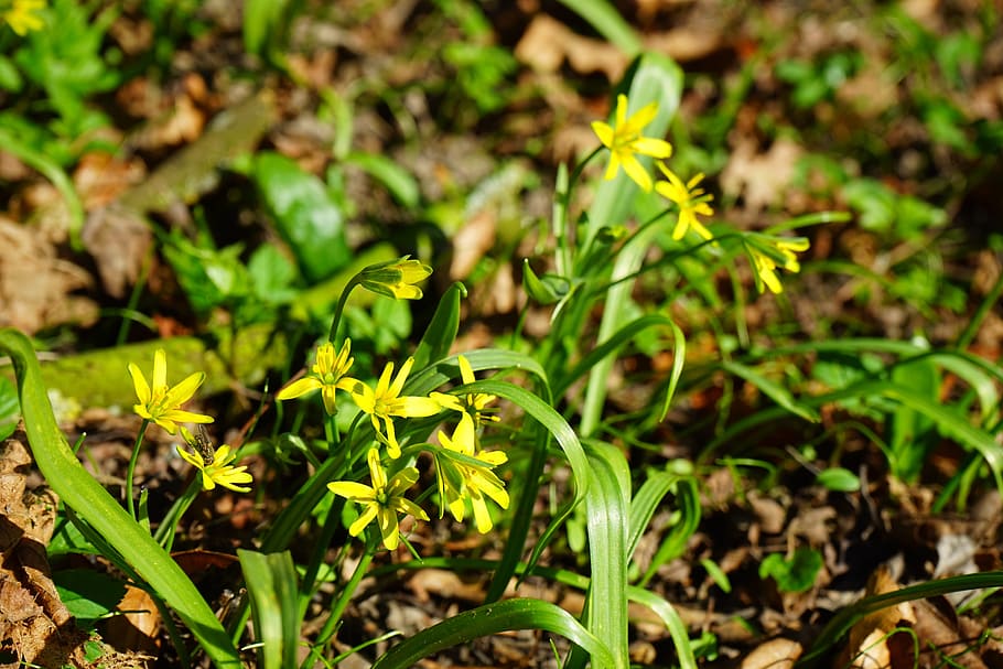 -, yellow, star, Forest, Yellow Star, Gagea Lutea, forest - yellow star, blossom, bloom, flower