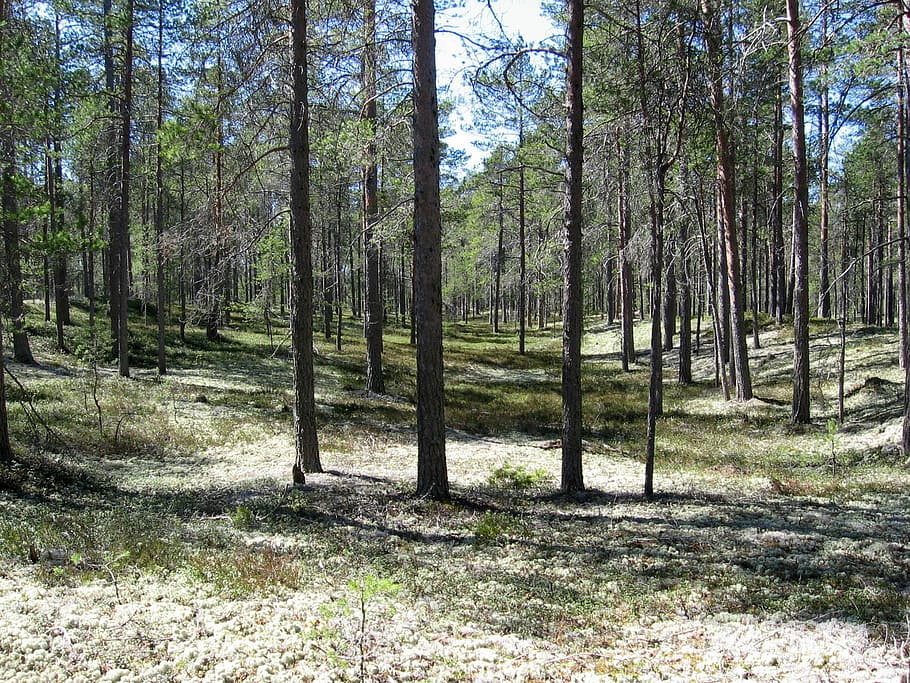 typical, forest, Hailuoto, Finland, photos, nature, public domain, trees, tree, woodland