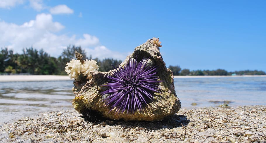 Nature, Shell, Urchin, Stone, Sea, Sand, stone, sea, flower, day, beauty in nature