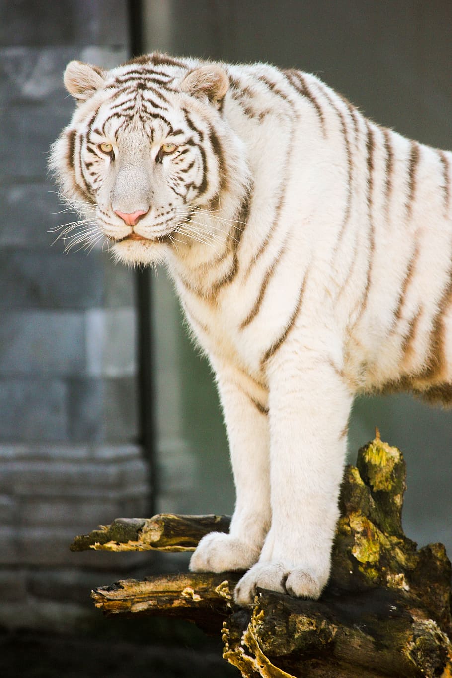 albino tiger, looking, camera lens, white tiger, feline, zoo, animal, animal themes, one animal, animal wildlife