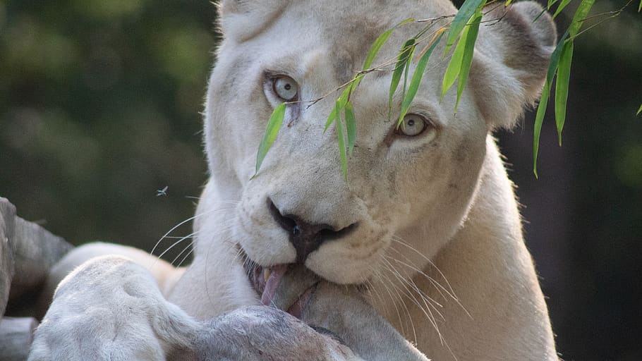 manzian white lion