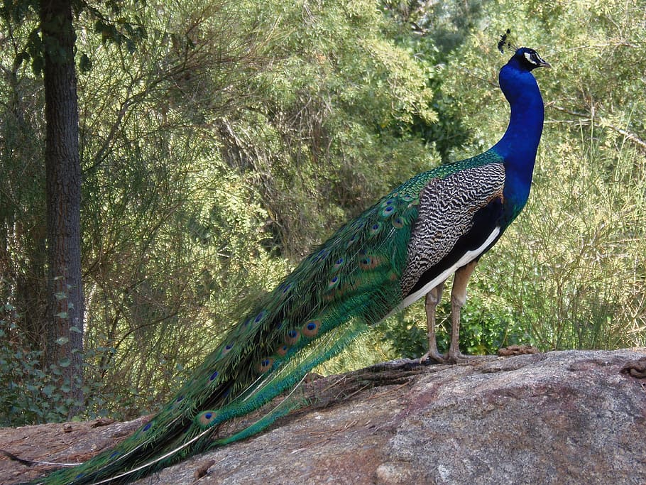 blue, green, gray, peahen, standing, stone, daytime, peacock, birds, colorful