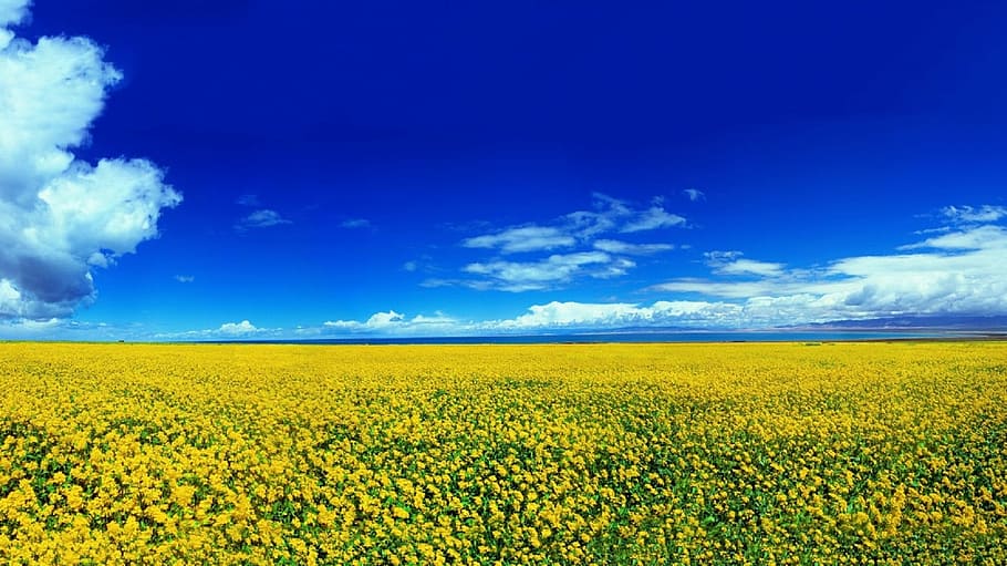 bed, yellow, petaled flowers, landscape, flowers, blooming, blossoms, agriculture, crop, rapeseed