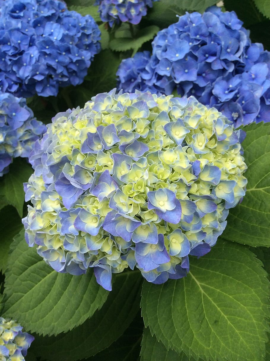 hydrangea, may, blue, flowering plant, flower, vulnerability, fragility, plant, beauty in nature, petal