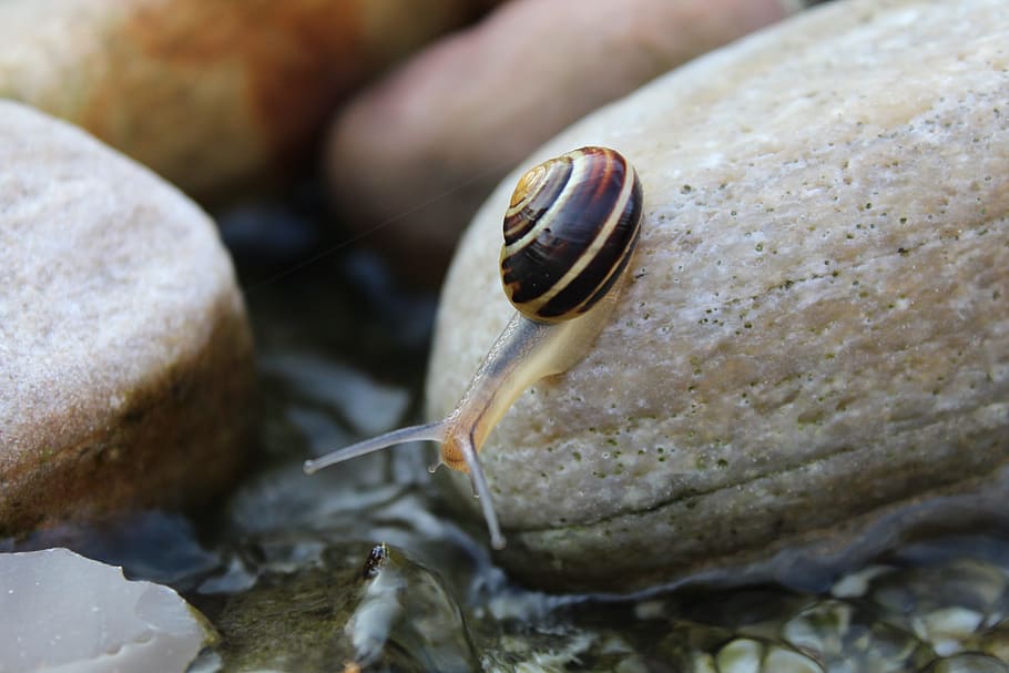 Snail, Animal, Reptile, Mollusk, Shell, mollusk, shell, nature, stone, water, garden