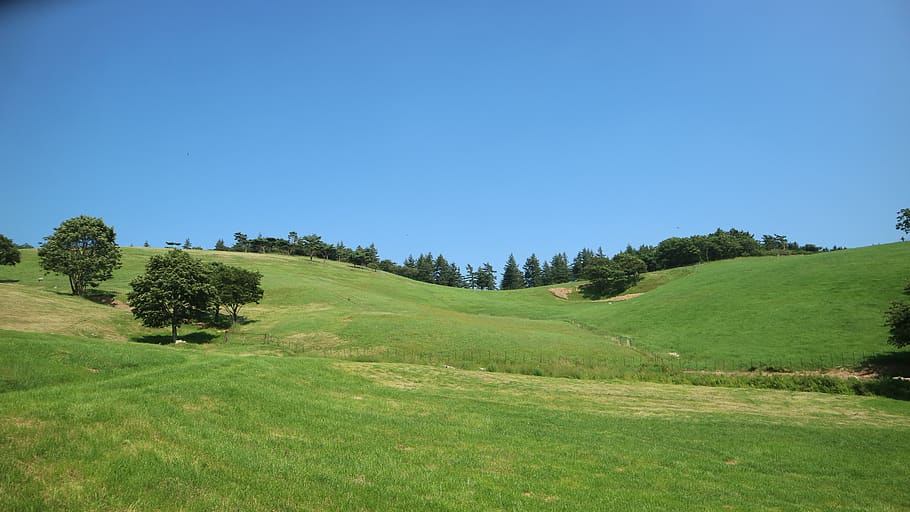 daegwallyeong, summer, ranch, plant, sky, clear sky, green color, tree, tranquility, grass