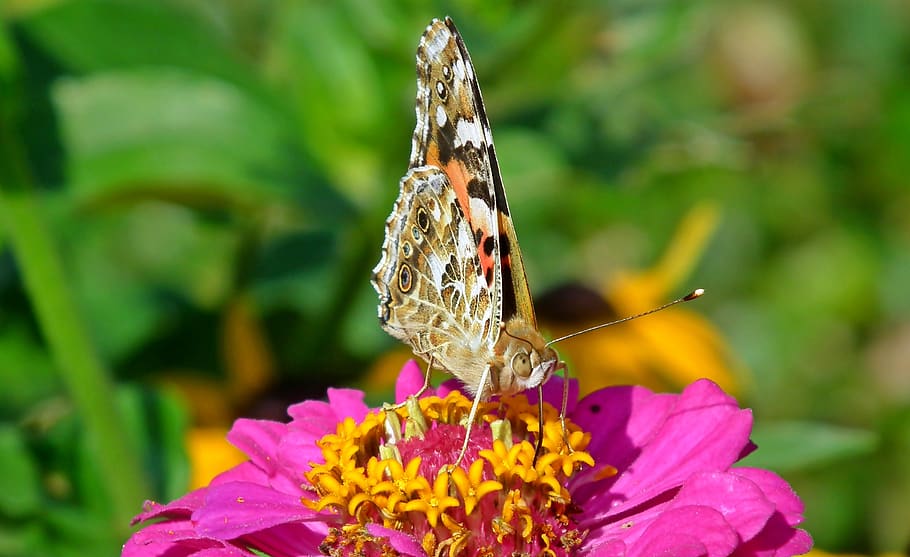 butterfly, insect, flower, zinnia, nature, macro, wings, summer, garden, colorful