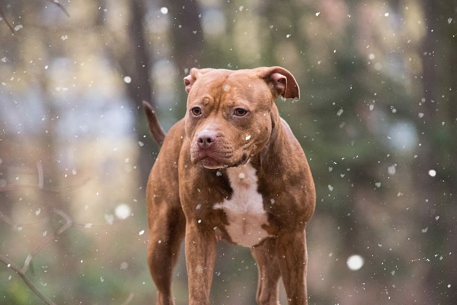 adult, brown, brindle, white, american pit bull terrier, mammal, portrait,  snow, dog, list dog | Pxfuel