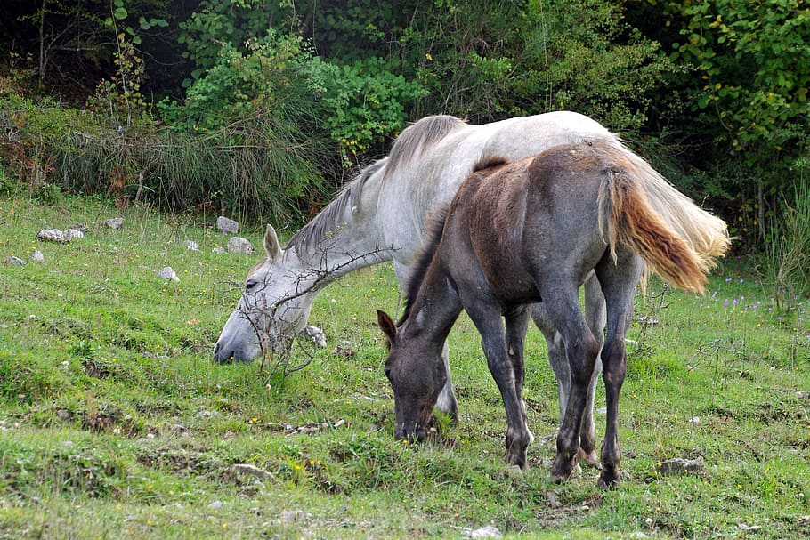 Horse, Foal, Horses, national park of abruzzo, pasture, prato, animal, the abruzzo national park, animals, one animal