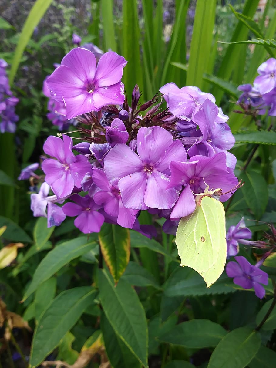 mariposa, gonepteryx rhamni, flor, púrpura, amarillo, planta floreciendo, planta, fragilidad, belleza en la naturaleza, vulnerabilidad