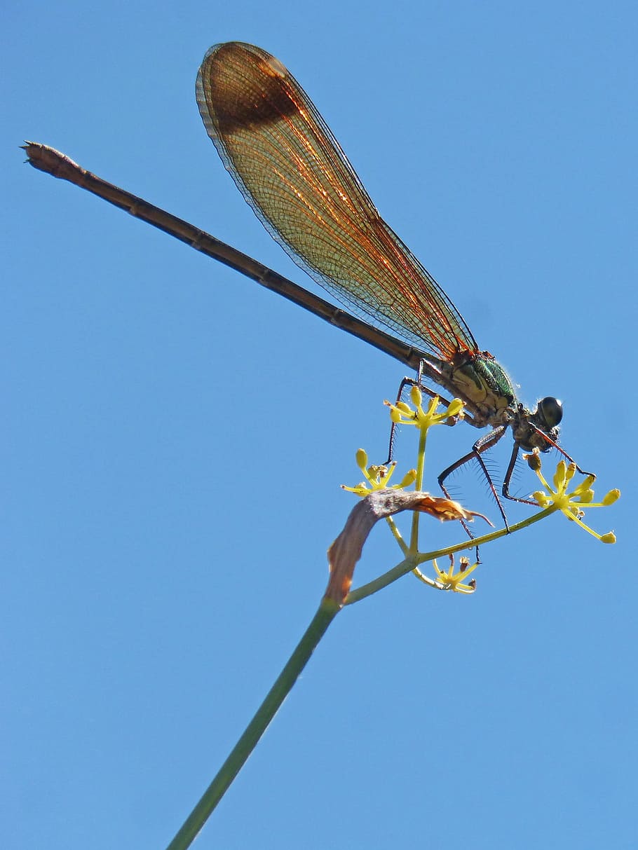 dragonfly, damselfly, fennel, sky, calopteryx haemorrhoidalis, low angle view, clear sky, invertebrate, nature, animal themes
