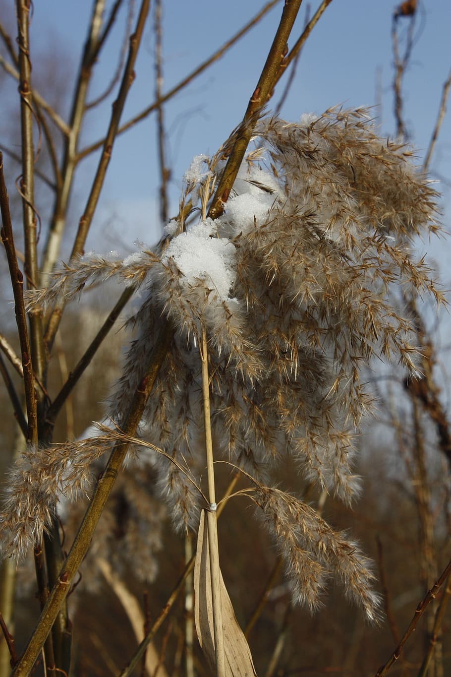 winter, snow, ice, frost, reeds, dry, plant, dead, scrubs, cold