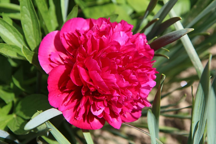 peony, peony red, paeonia, red flower, flowering, spring-flowering, flowering plant, flower, plant, beauty in nature