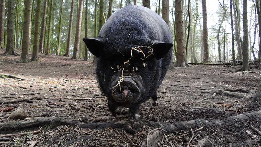 pot bellied pig, pig, animal, farm, piglet, land, tree, mammal, forest, one animal