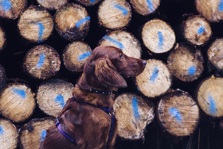 adult chocolate labrador retriever, dog, watching, watchful, sit, retriever, stack, large group of objects, mammal, backgrounds