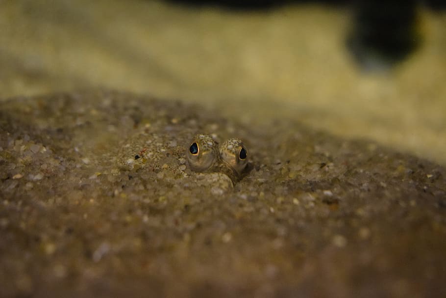 plaice in the sand, fish, close, eyes, one animal, animal wildlife, animals in the wild, vertebrate, nature, selective focus