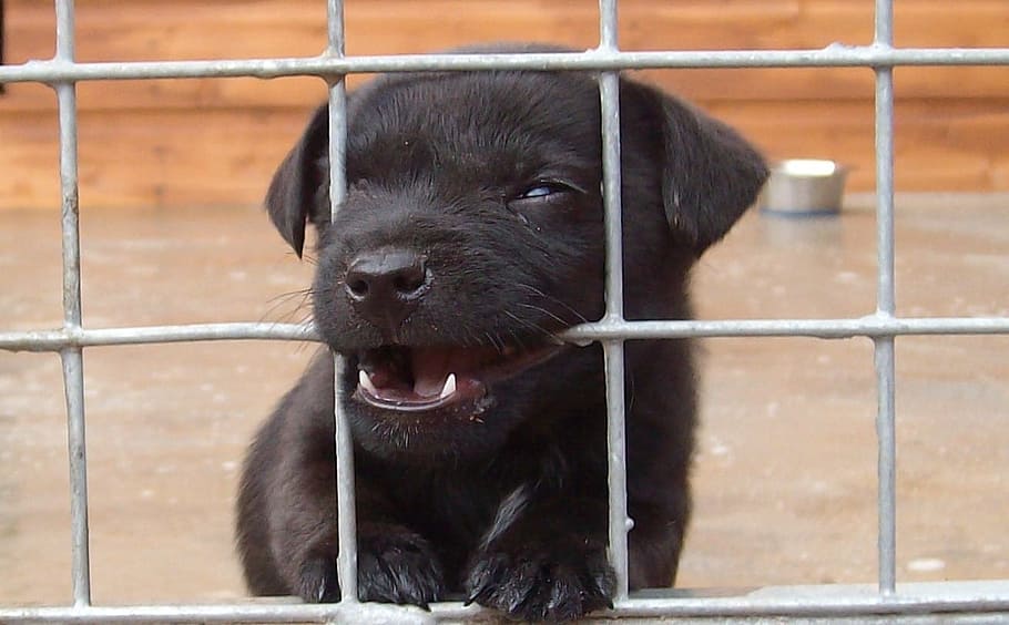 negro, cachorro labrador retriever, cagbe, perro, cachorro, animal, mascota, canino, raza pura, perrito