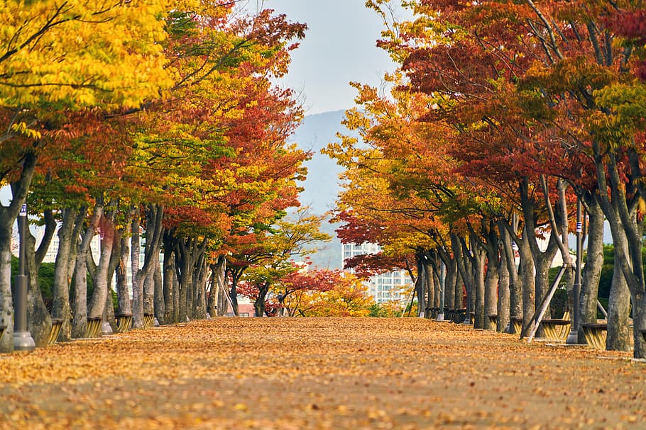 musim gugur, daun musim gugur, jalan maple, jalan, daun, kayu, pemandangan, suasana hati, alam, atmosfer