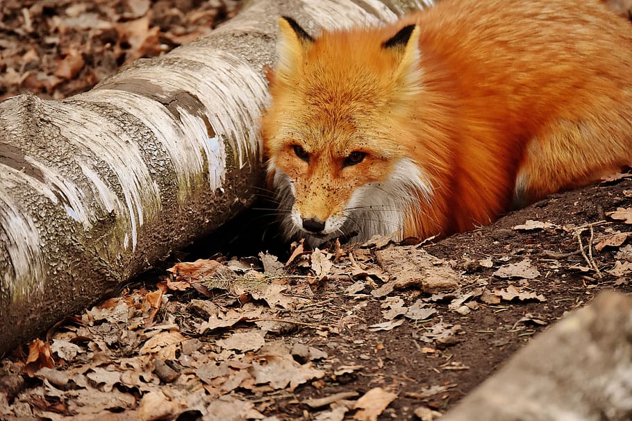 fox, sitting, drift wood, fuchs, dig a hole, wild animal, wildpark poing, animal world, nature, animal