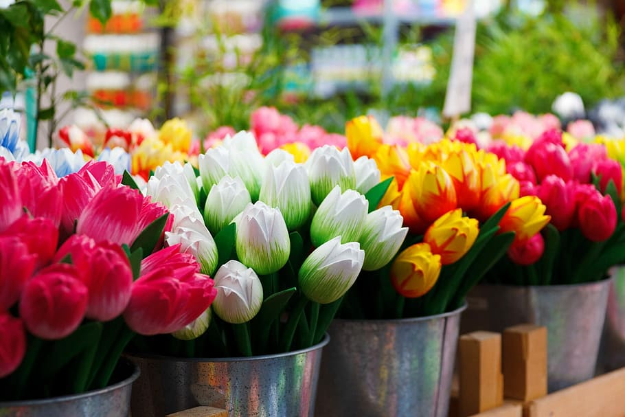 pink, white, yellow, red, tulips, flower, group, colored, colorful, tulip