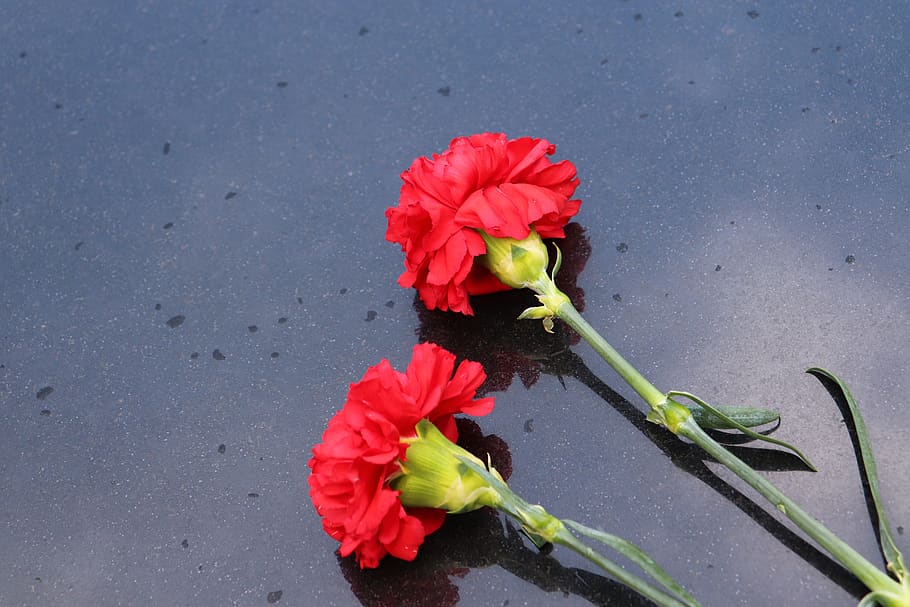 two red carnations, black marble, symbol, decoration, cemetery, outdoor, flower, flowering plant, fragility, vulnerability