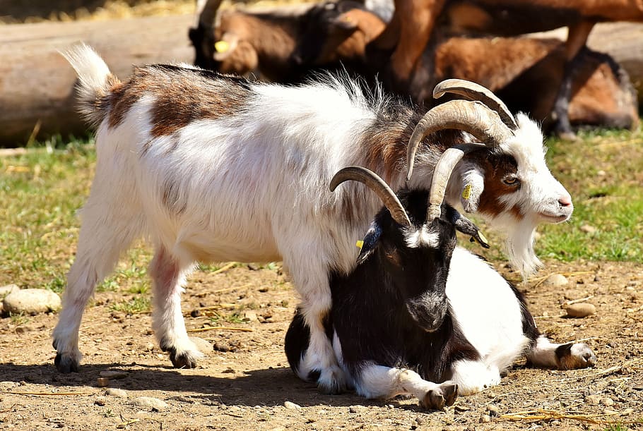 goats, play, cute, funny, nature, together, animal world, two, good aiderbichl, domestic animals