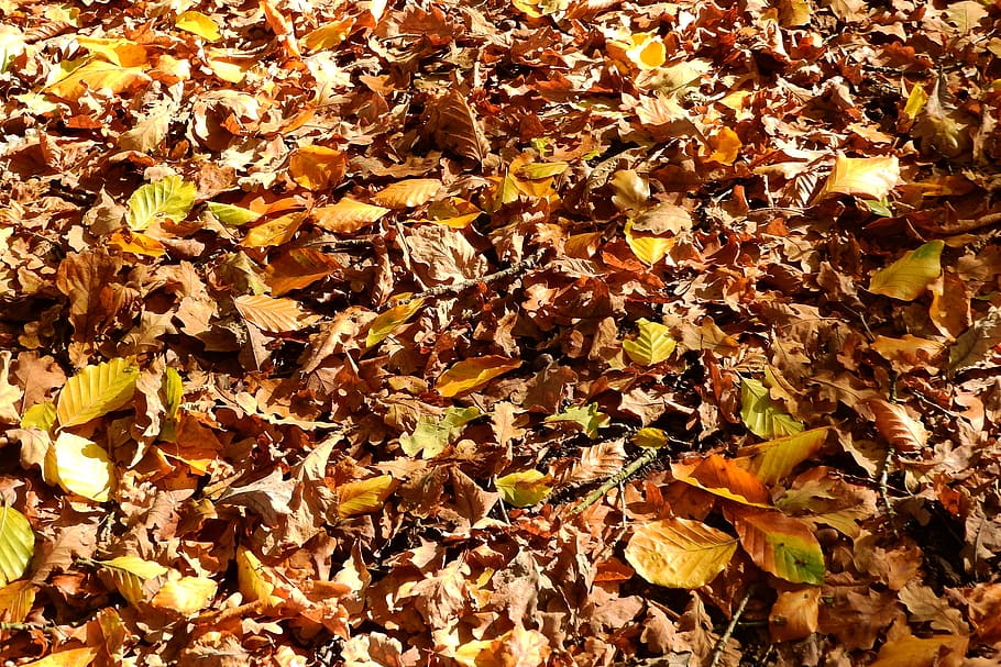 hojas, haya, roble, otoño, follaje, caído, colores, seco, hoja, amarillo