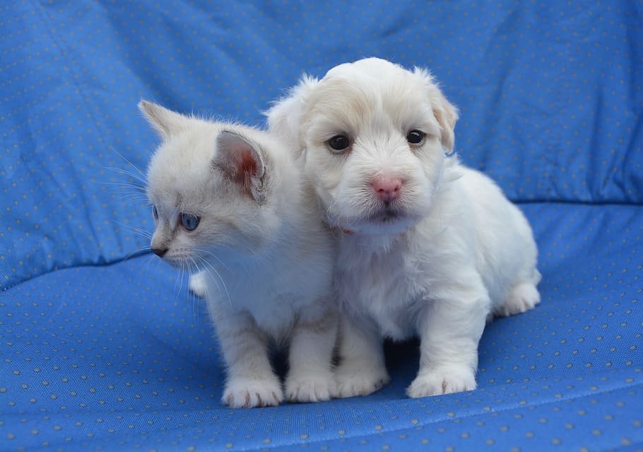 dos, blanco, gatito, cachorro, azul, textil, cachorro gatito, gatito cachorro, perro gato, complicidad