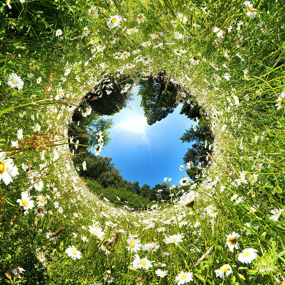 fish eye photography, white, petaled flowers, tube, field, summer, agriculture, landscape, little planet, meadow