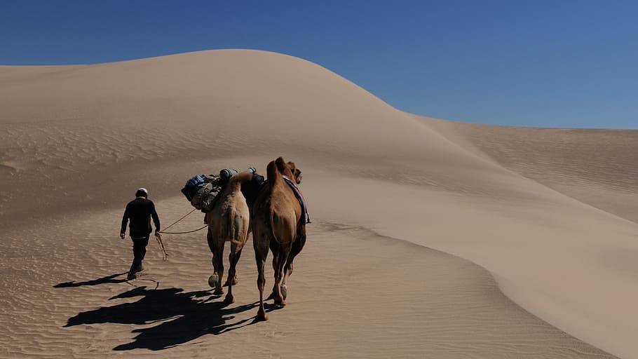 dua, coklat, unta, berjalan, padang pasir, siang hari, mongolia, nomad, bukit pasir, pasir