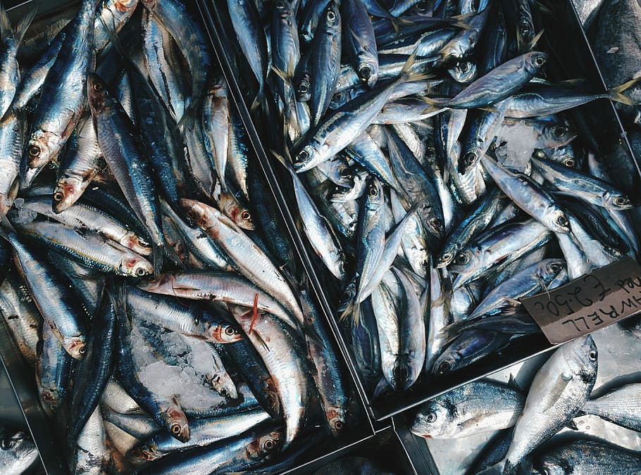 fresh, blue, mackerells, fish market, filled frame, fish, market, top view, seafood, food