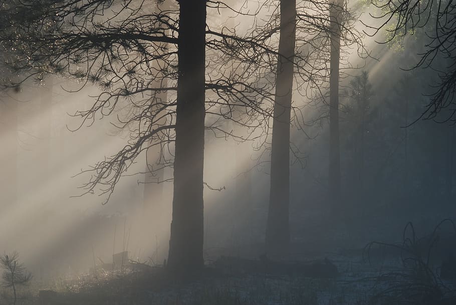 light, mist, fog, forest, mystery, haze, suns rays, tree, plant, trunk