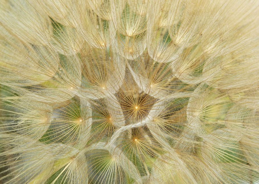 close-up photo, dandelions, dandelion, plant architecture, seeds, wind, plant geometry, angelitos, flower, dandelion seed