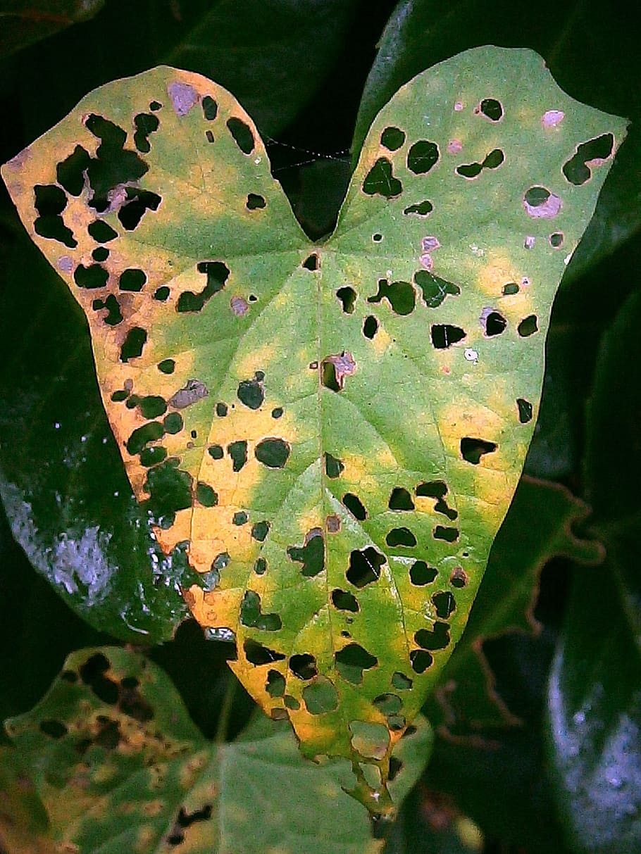 leaf, eaten on, holey, ate, hole, pattern, leaves, fall foliage, decay, discolored