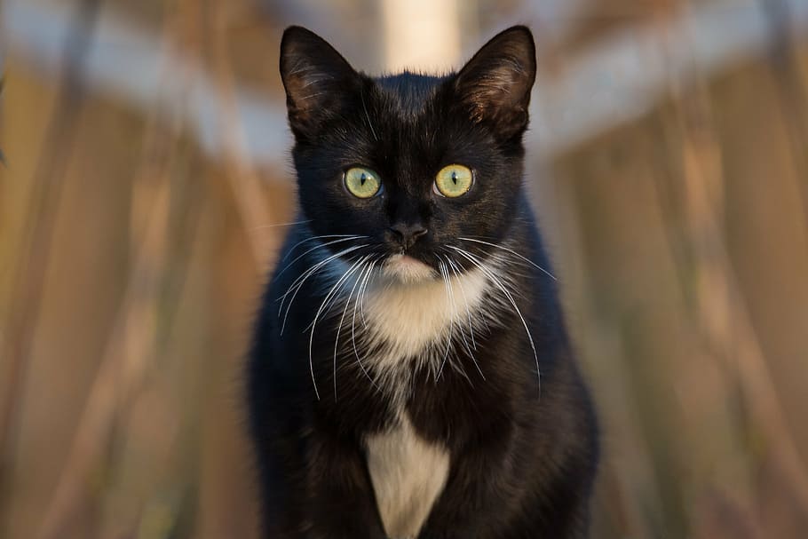 closeup, photography, tuxedo cat, cat, black, portrait, domestic cat, pet, animal, mieze