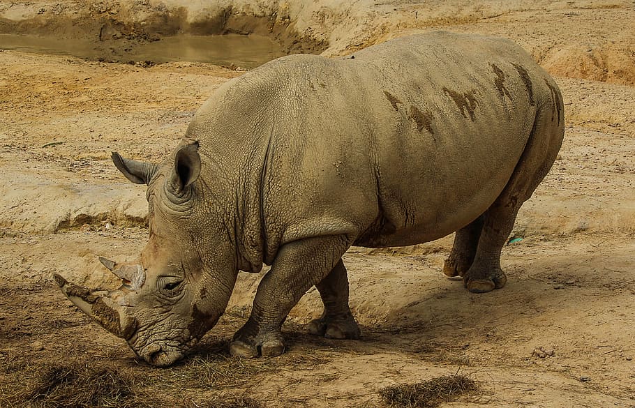 gray, rhinoceros, sniffing, ground, white rhinoceros, white rhino, rhinoceros horns, rhino, zoo, animal themes