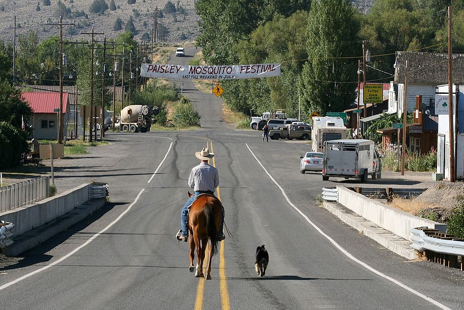 Cowboy, Dog, Horse, Street, horserider, highway, ride, western, canine, town