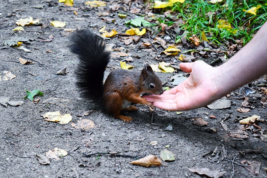 squirrel, autumn, croissant, cute, leaves, rodent, animal, forest, furry, nager