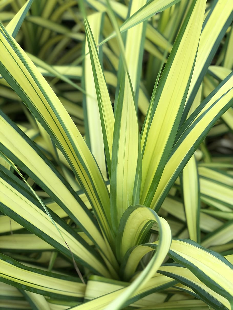 pineapple, leaves, nature, agricultures, green, botanical, green color, growth, plant, close-up