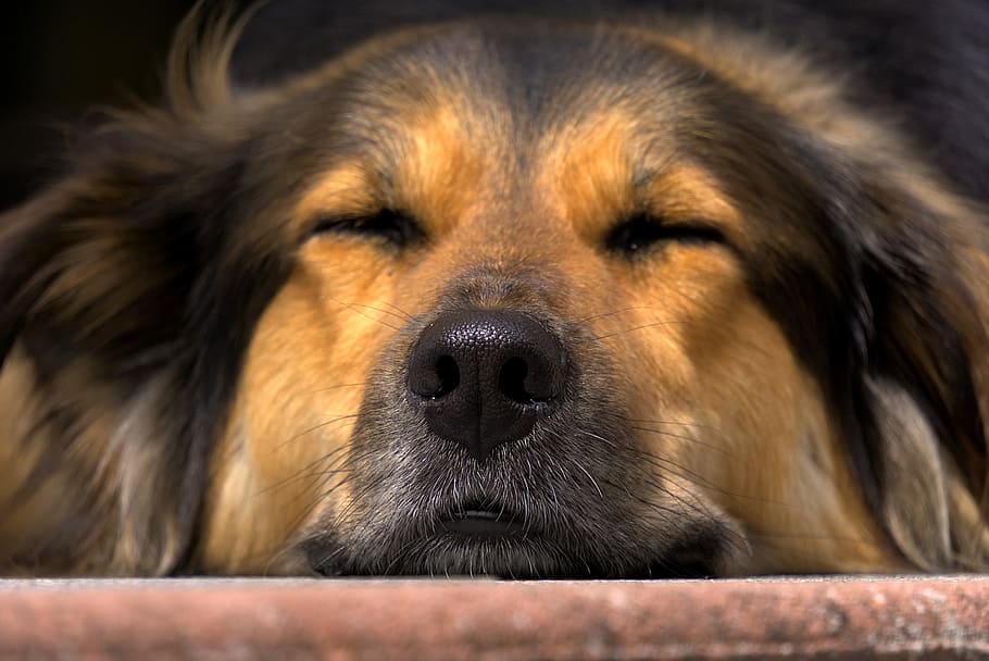 pastor alemán adulto, perro, nariz, cerrar, cabeza, cansado, dormir, relajarse, relajación, descanso