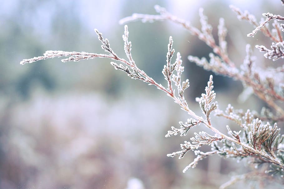 trees, branches, leaves, frost, winter, cold, nature, cold temperature, snow, plant