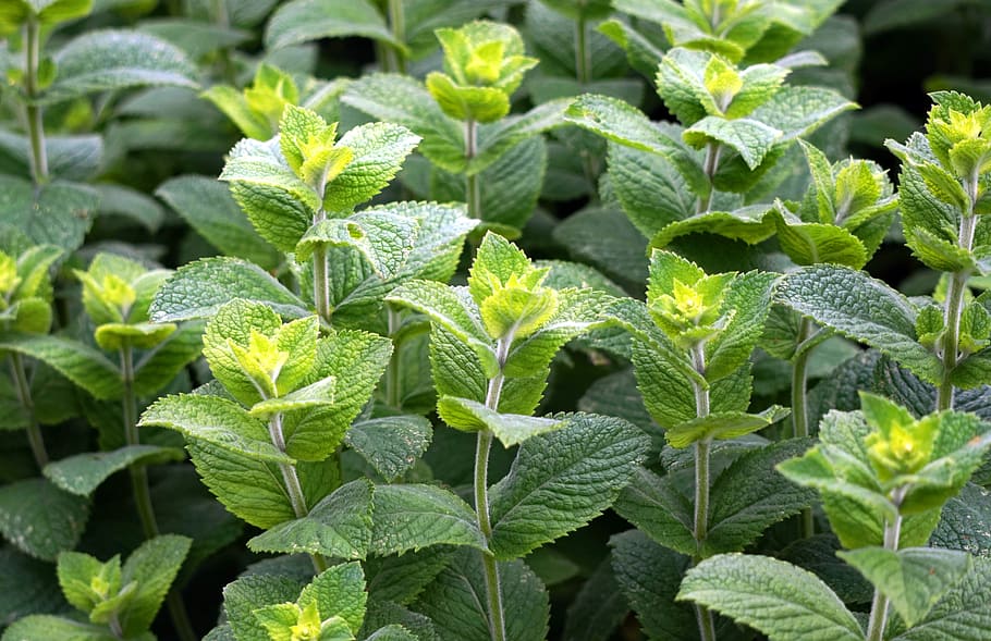 green plants, peppermint, green, leaves, medicinal herbs, herbs, tee, healthy, green mint, nature