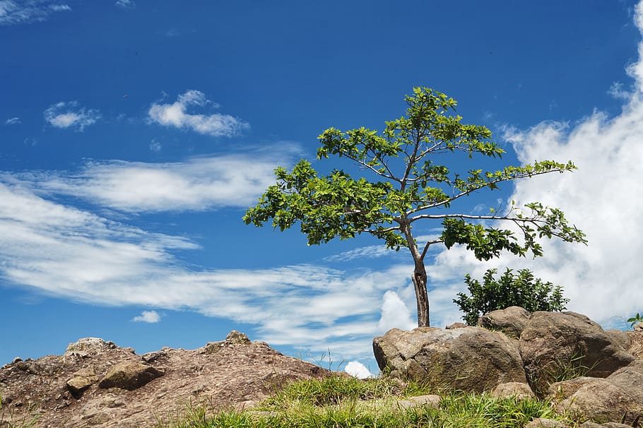 arbol solo, tree, panoramic, blue sky, mountains, el salvador, fresh air, clouds, plant, sky